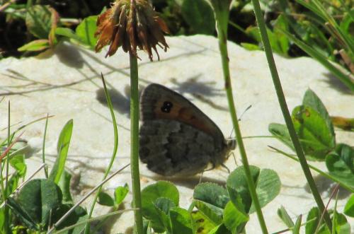 Erebia cassioides